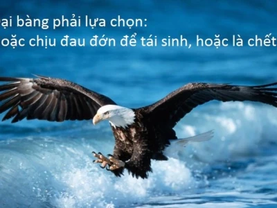 Khám phá Thế giới Chim Đại Bàng: Loài Chúa Tể Bầu Trời