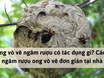 Khám phá thế giới mật ong vò vẽ săn bắt giữa rừng sâu