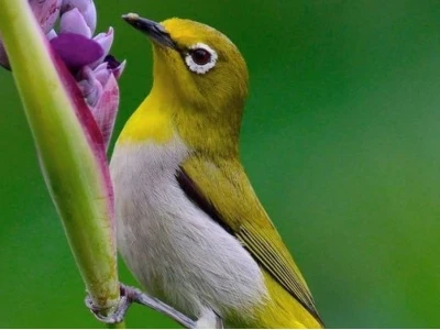 Khám Phá Thế Giới Những Loài Chim Đẹp Nhất Hành Tinh