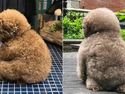 Khám phá vẻ đáng yêu của chó Poodle cười nhe răng