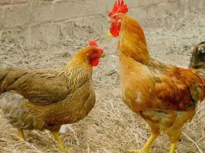 Lá trầu không chữa khò khè cho gà: Kinh nghiệm dân gian hiệu quả