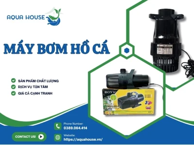 Máy bơm bể cá: Hướng dẫn chọn mua và sử dụng hiệu quả