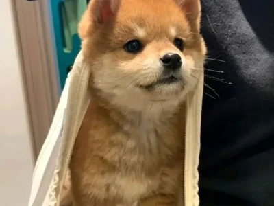 Meme Chó Shiba: Khám Phá Thế Giới Hài Hước Của Cheems và Doge