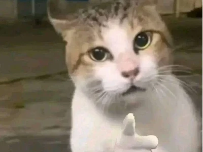 Meme Con Chó Chỉ Tay Những Hình Ảnh "Cà Khịa" Cực Chất