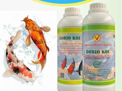 Men Vi Sinh Cho Koi Tinh Khiết: Bí Quyết Nâng Tầm Hồ Cá Của Bạn