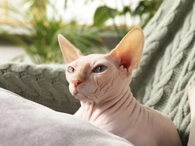 Mèo Ai Cập Sphynx: Đặc điểm, nguồn gốc và cách chăm sóc chi tiết