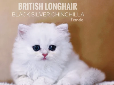 Mèo Anh Lông Dài British Longhair: Đặc Điểm, Chăm Sóc và Giá 2026