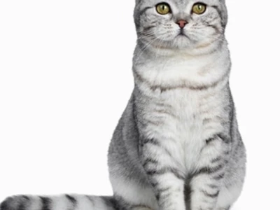 Mèo Anh Tai Cụp Scottish Fold Bí Ẩn và Cuốn Hút