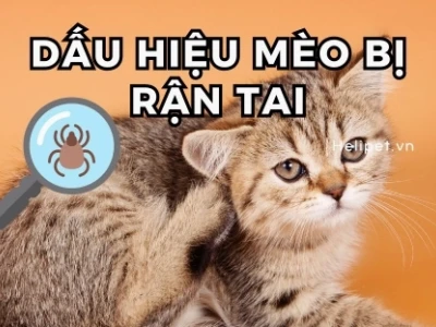 Mèo Bị Rận Tai: Dấu Hiệu Nhận Biết, Nguyên Nhân và Cách Điều Trị Hiệu Quả