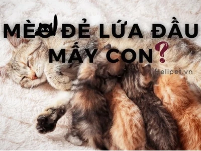 Mèo có bầu mấy tháng đẻ? Dấu hiệu nhận biết và cách chăm sóc