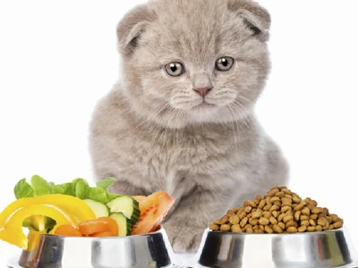 Mèo con nên ăn gì? Hướng dẫn chi tiết từ A-Z cho chủ nuôi