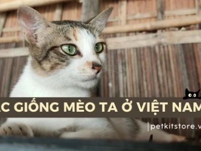 Mèo Ta Giống Việt Truyền Thống Những Đặc Điểm Nổi Bật