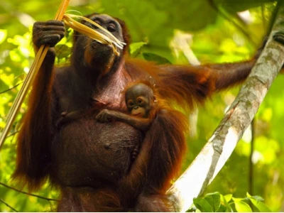 Orangutan: Sinh học, Bảo tồn và Ý nghĩa môi trường