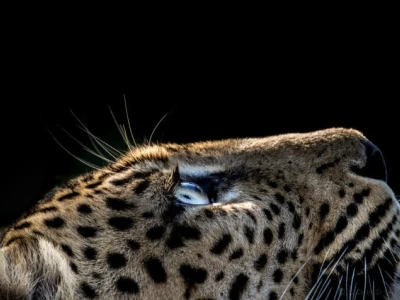 Phân biệt Báo Đốm (Leopard) và Báo Gấm (Cheetah): Điểm khác biệt và đặc điểm nổi bật