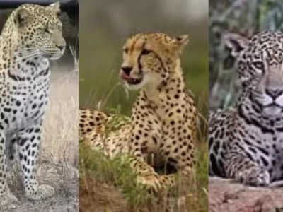 Phân biệt Jaguar, Leopard và Cheetah: Điểm khác biệt cốt lõi