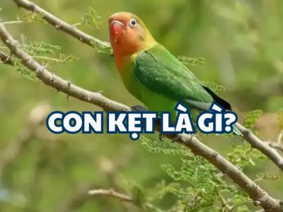 Phân biệt Két và Vẹt: Hướng dẫn chi tiết cho người mới bắt đầu