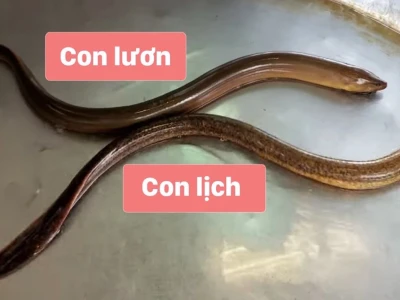 Phân biệt lươn và lịch: Đặc điểm nhận dạng chi tiết 2026