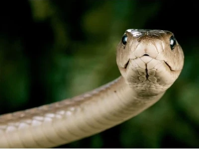 Rắn Mamba Đen: Sự Thật Đáng Sợ Về Loài Rắn Độc Nhất Châu Phi