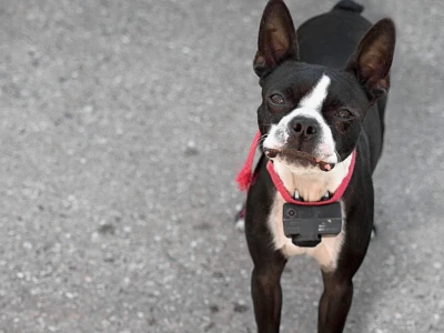 Shock Collar: Giải Pháp Huấn Luyện Chó Hay Công Cụ Gây Đau Đớn?