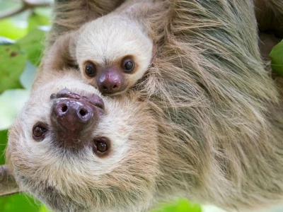 Sloth là con gì? Khám phá loài động vật sinh tồn nhờ sống chậm