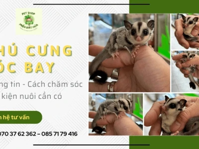 Sóc Bay Úc Ăn Gì Để Khỏe Mạnh và Phát Triển Toàn Diện?