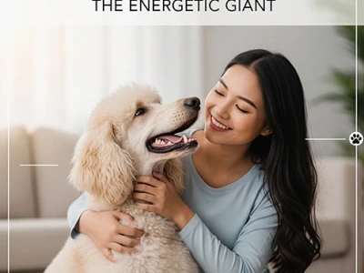 Standard Poodle: Chân dung giống chó Hoàng gia thanh lịch và thông minh