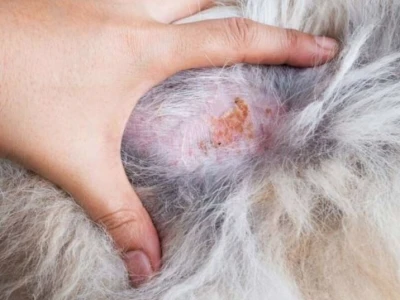 Sữa Tắm Trị Viêm Da Cho Chó: Lựa Chọn An Toàn và Hiệu Quả
