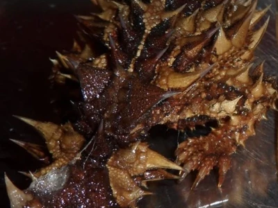 Thằn Lằn Gai Thorny Devil Sinh Vật Độc Đáo Của Úc