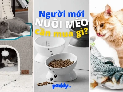 Thế Giới Đồ Cho Mèo: Từ A-Z Cho Boss Cưng Nhà Bạn