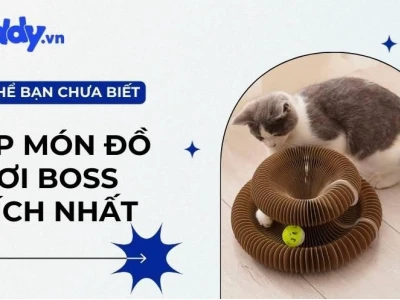 Thế Giới Đồ Chơi Cho Mèo: Bí Quyết Giúp Boss Vui Khỏe & Thông Minh