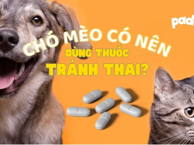 Thuốc tránh thai cho chó cái: Lợi ích, tác hại và cách sử dụng