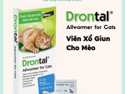 Thuốc Xổ Giun Cho Mèo: Hướng Dẫn Chọn Lựa và Sử Dụng Đúng Cách