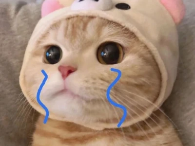 Tổng hợp Meme Mèo Khóc Hài Hước Nhất 2026: Vừa Đáng Yêu Vừa "Bựa"