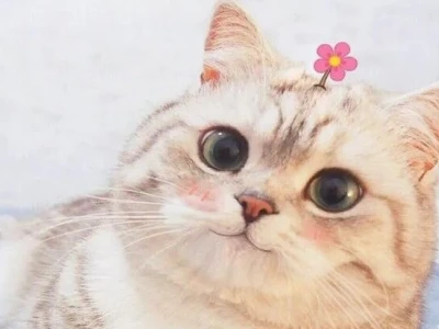 Tổng hợp meme mèo liếc mắt hài hước, biểu cảm độc đáo