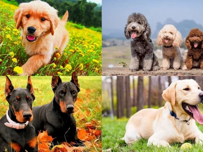 Top 10 Loài Chó Thông Minh Nhất Thế Giới: Khám Phá Trí Tuệ Vượt Trội