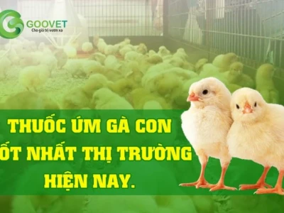 Top 7 Loại Thuốc Úm Gà Con Tốt Nhất Cho Trang Trại Năm 2026