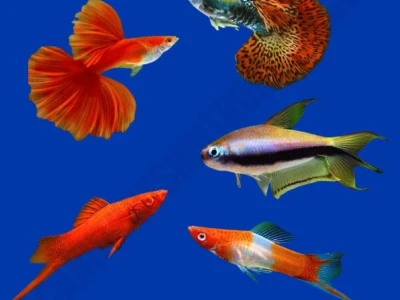 Top các loại cá cảnh đẹp dễ nuôi cho người mới bắt đầu