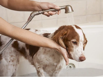 Trứng Rận Chó: Nhận Biết, Ngăn Ngừa và Xử Lý Triệt Để