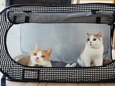 Túi Đựng Thú Cưng: Hướng Dẫn Chọn Lựa và Sử Dụng Hiệu Quả