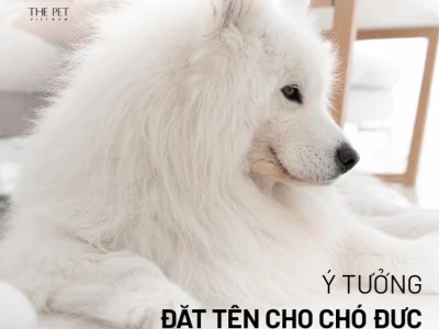 Tuyển chọn Tên Hay Cho Chó Đực: Độc Đáo, Ý Nghĩa và Dễ Nhớ Năm 2026