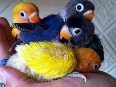 Vẹt Lovebird Giá Bao Nhiêu? Cập Nhật Giá Mới Nhất 2026
