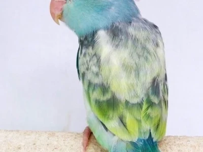 Vẹt Parrotlet: Người Bạn Nhỏ Thú Vị Của Mọi Gia Đình