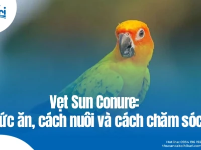 Vẹt Sun Conure Giá Bao Nhiêu? Cẩm Nang Chi Tiết Năm 2026