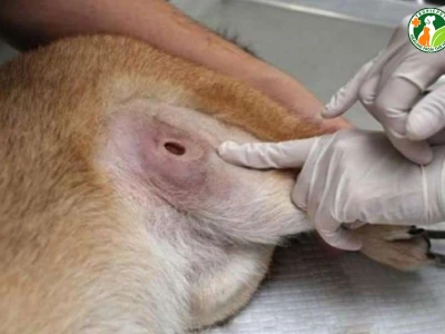 Vết Thương Chó Bị Mưng Mủ: Nguyên Nhân, Triệu Chứng và Cách Xử Lý Đúng Cách