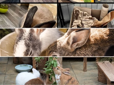 Comprehensive guide to enrichment activities for indoor rabbits in 2026