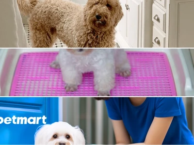 Hướng dẫn cách dạy chó Poodle đi vệ sinh đúng chỗ hiệu quả nhất 2026