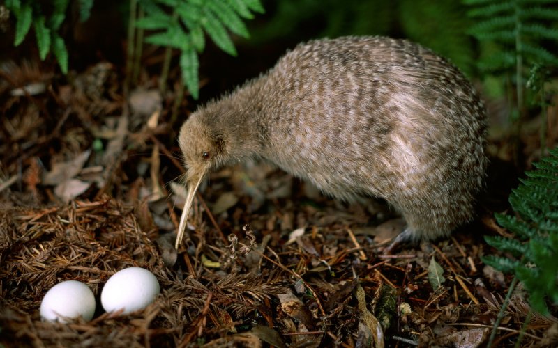 Kiwi - A Unique Flightless Bird in New Zealand