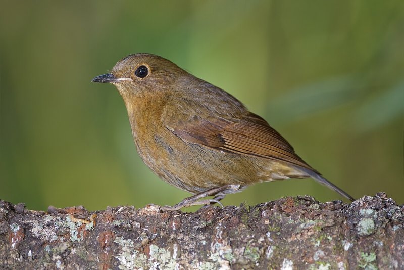 Chim tiểu mi 20