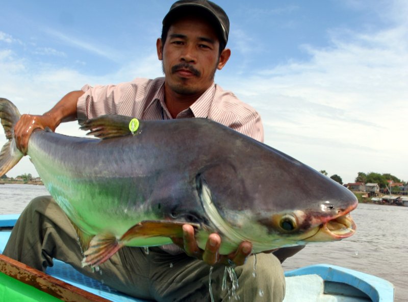 Bộ sưu tầm hình ảnh cá vồ cờ đẹp nhất 5