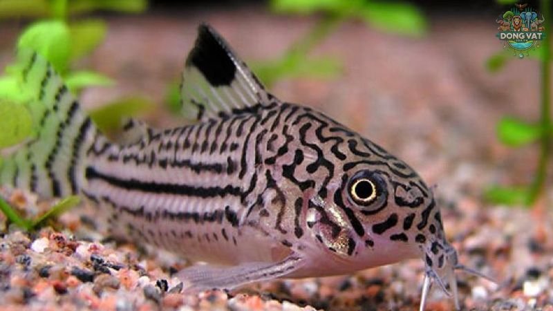 Cá chuột (Corydoras Aeneus)